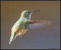 _4SB9347 female rufous hummingbird